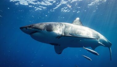 Large shark sighted off Nazaré during marine observation tour in Portugal
