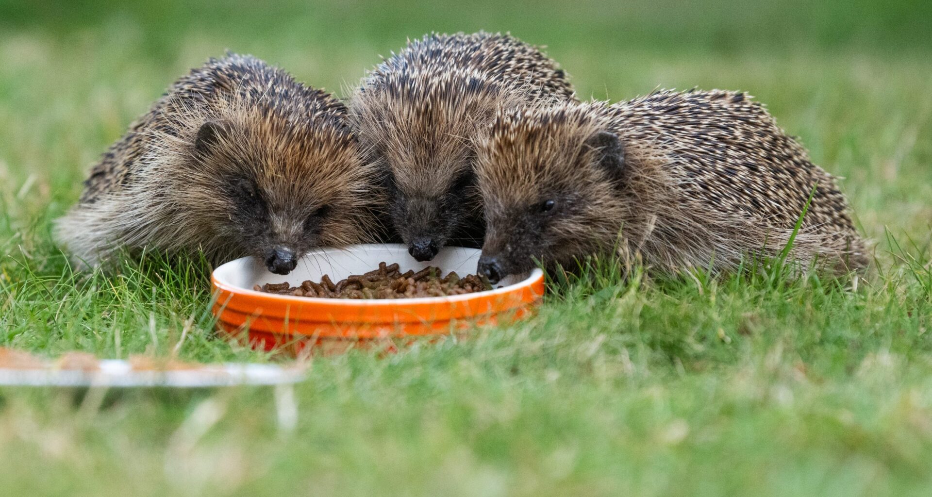 Viral picture prompts call for more Islanders to help wildlife in their gardens