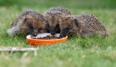 Viral picture prompts call for more Islanders to help wildlife in their gardens