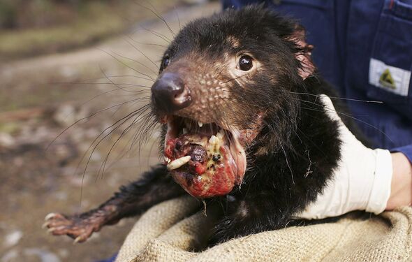 Tasmanian Devil Facing Disease Crisis Tasmanian Devil Facing Disease Crisis