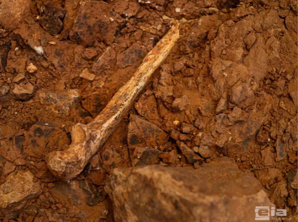 Homo Antecessor Ulna