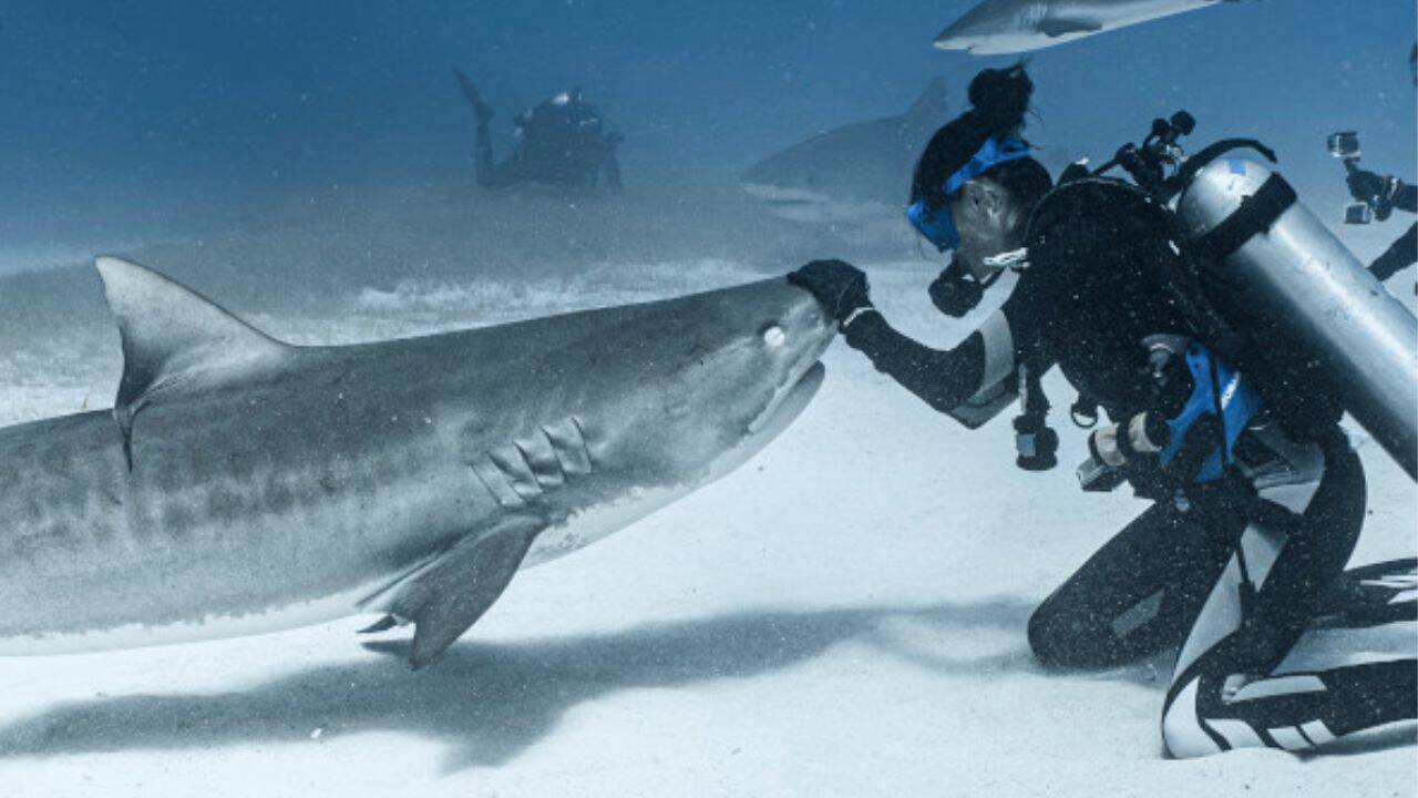 How did Emily’s childhood fear turn into a lifelong passion for Sharks