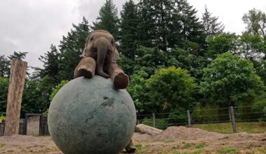 Move Over, World Cup—Tula the Elephant Is Stealing the Show With a Bigger Ball
