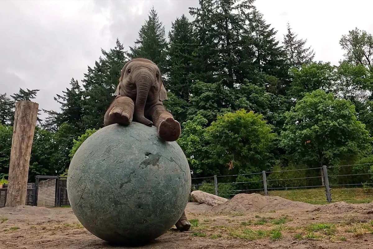 Move Over, World Cup—Tula the Elephant Is Stealing the Show With a Bigger Ball