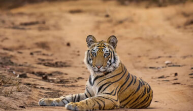 Man Sings to Tigers, and Their Gentle Response Is So Beautiful