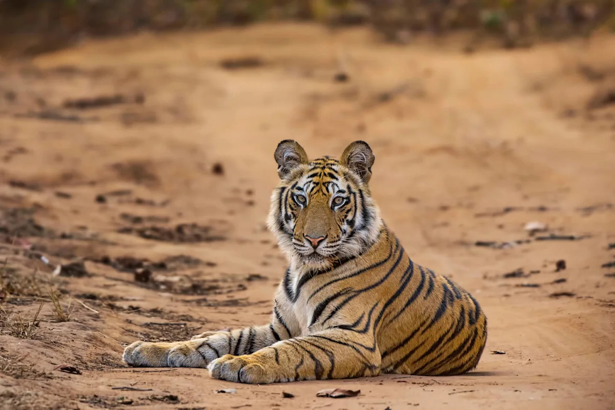 Man Sings to Tigers, and Their Gentle Response Is So Beautiful