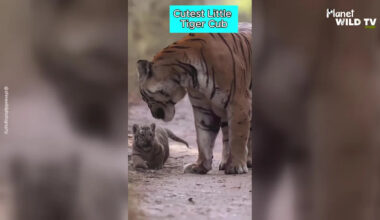 CUTE TIGER CUB WALKS WITH PROTECTIVE MOTHER