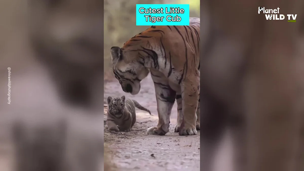 CUTE TIGER CUB WALKS WITH PROTECTIVE MOTHER