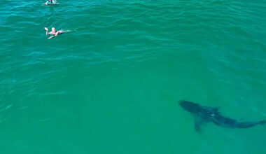10-Foot Great White Shark Stalks Unaware Swimmers in Southern California (Video)