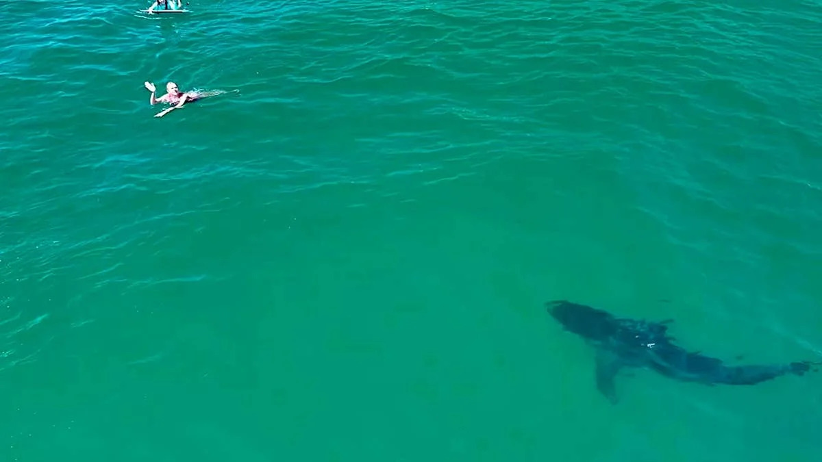 10-Foot Great White Shark Stalks Unaware Swimmers in Southern California (Video)