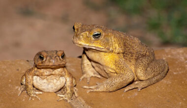Australia spent millions fighting cane toads, then native predators solved the issue for free