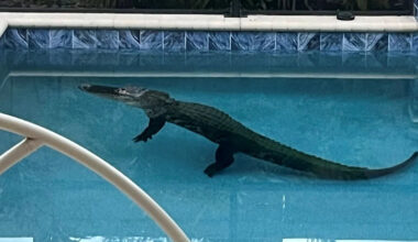 Ring camera captures 9-foot alligator crashing through a Florida pool screen at dawn