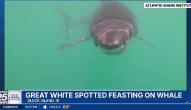Great white shark spotted feeding on whale of coast of New England - Boston 25 News
