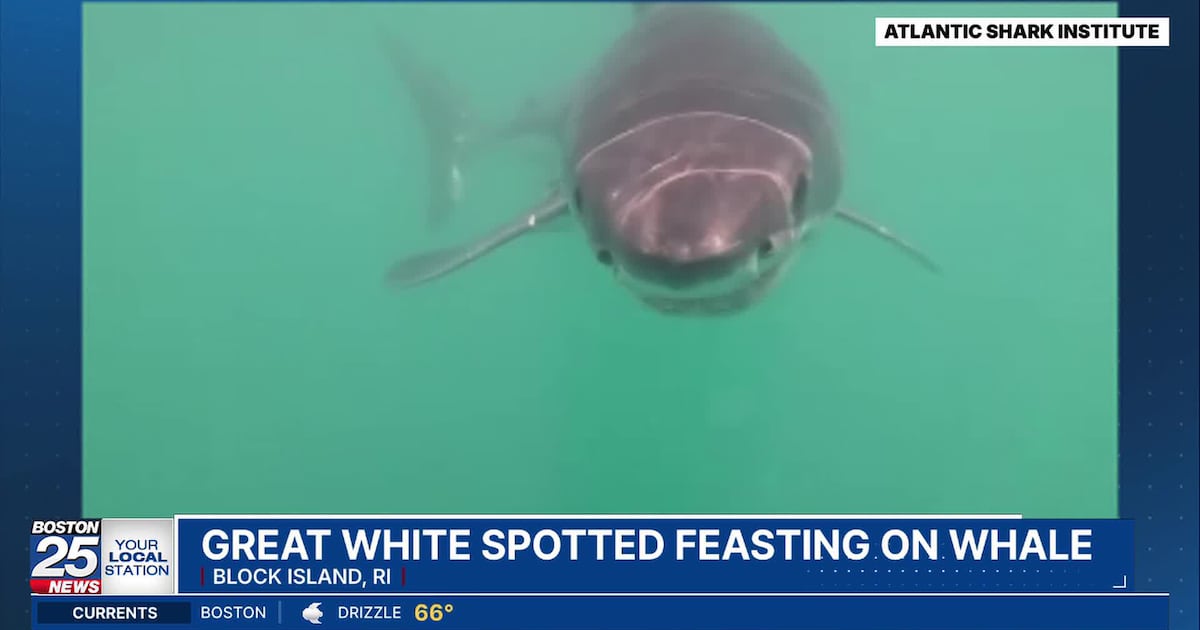 Great white shark spotted feeding on whale of coast of New England - Boston 25 News