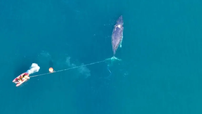 Aerial view of rescuers trying to cut the entangled humpback whale free.
