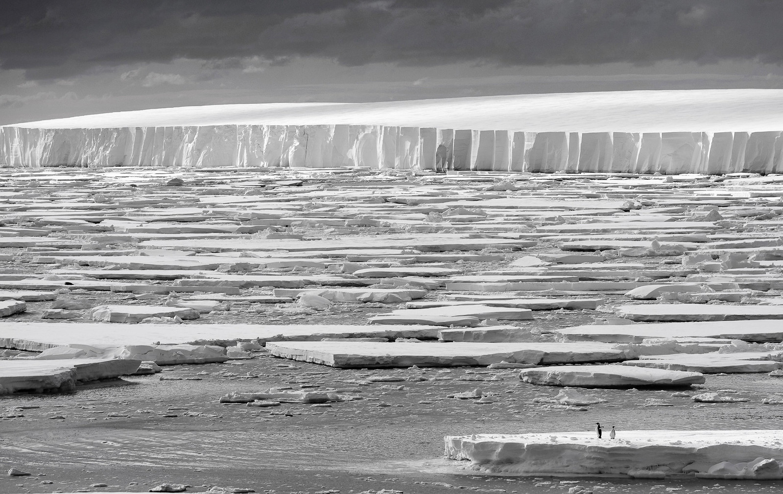 Two emperor penguins stand on a broken ice floe in front of a towering ice shelf under a dark, moody sky.