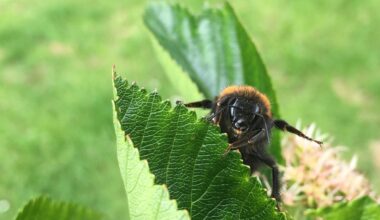 From new insects to dying trees and bumblebees: 10 ways hotter weather is going to change the British countryside