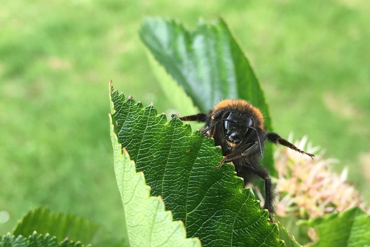 From new insects to dying trees and bumblebees: 10 ways hotter weather is going to change the British countryside