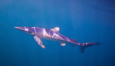Blue shark spotted swimming in Weymouth harbour