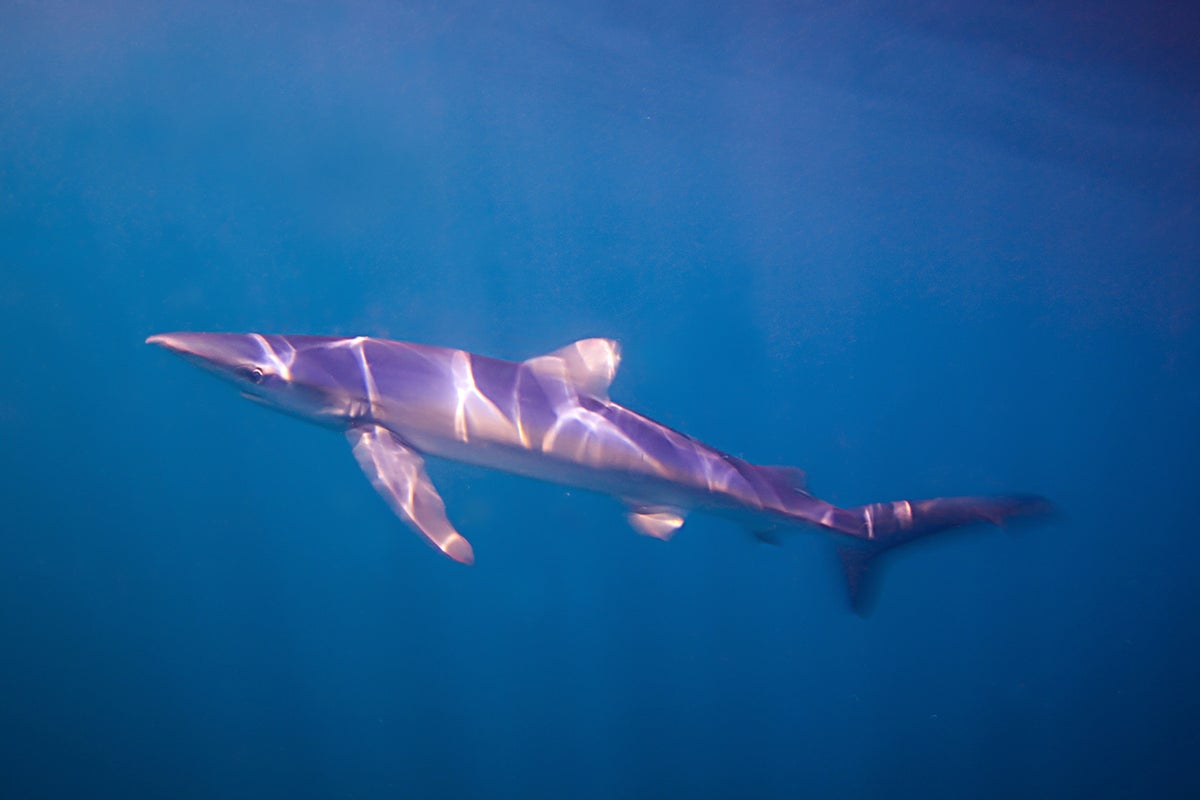 Blue shark spotted swimming in Weymouth harbour