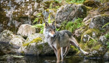 Denmark issues wolf warning to tourists after ‘reduced shyness’ in pups