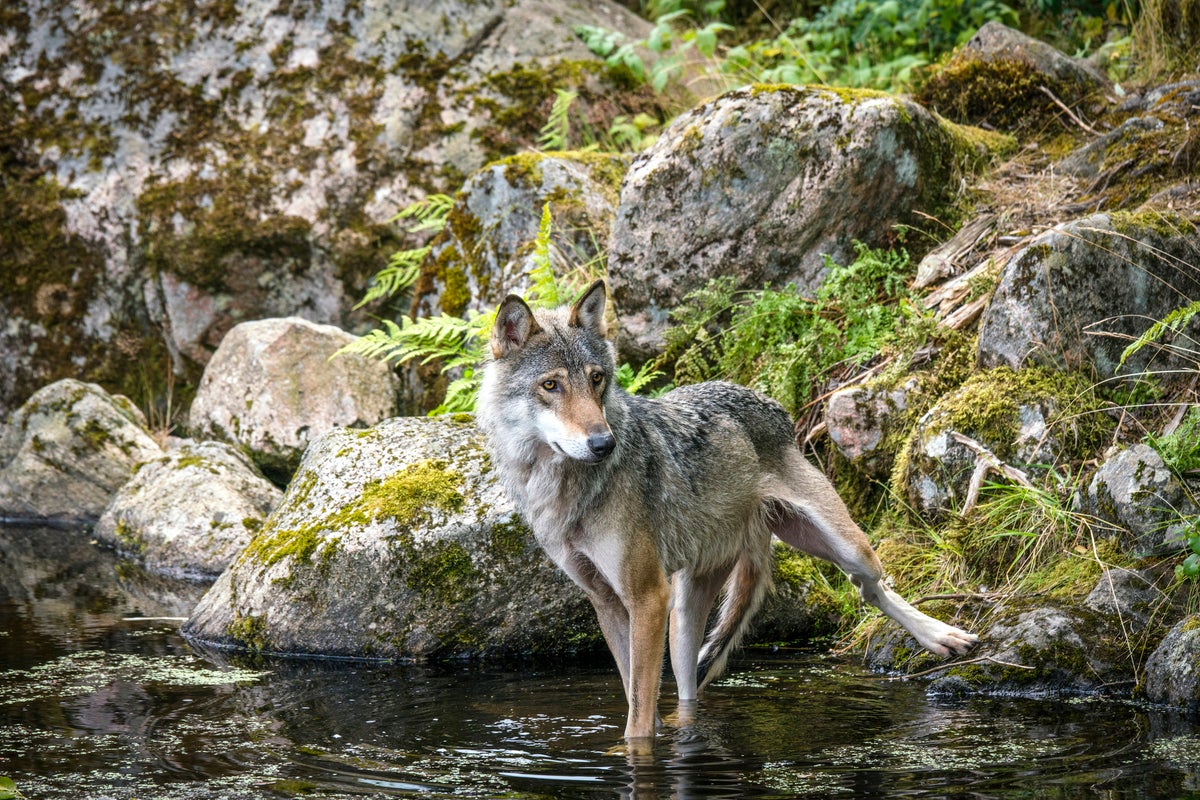 Denmark issues wolf warning to tourists after ‘reduced shyness’ in pups