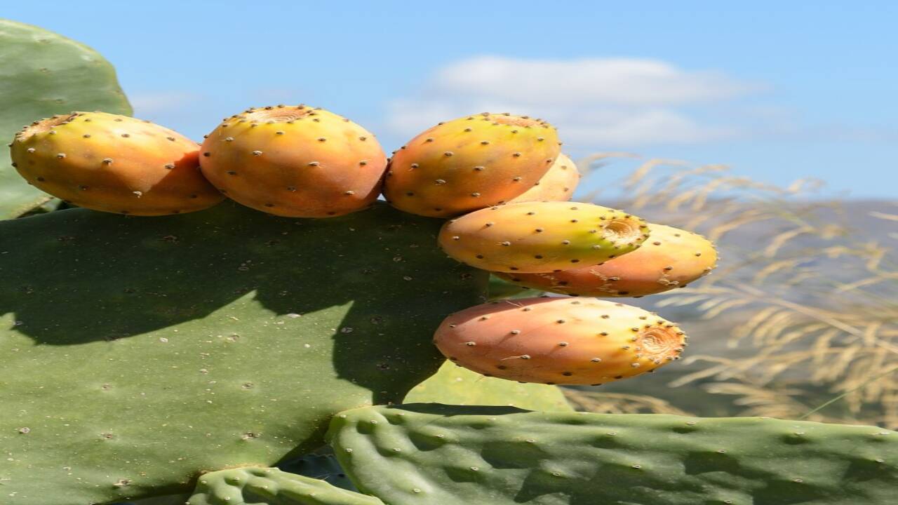 Ripened fig opuntia, credit – Wikimedia Commons image (24).jpg.