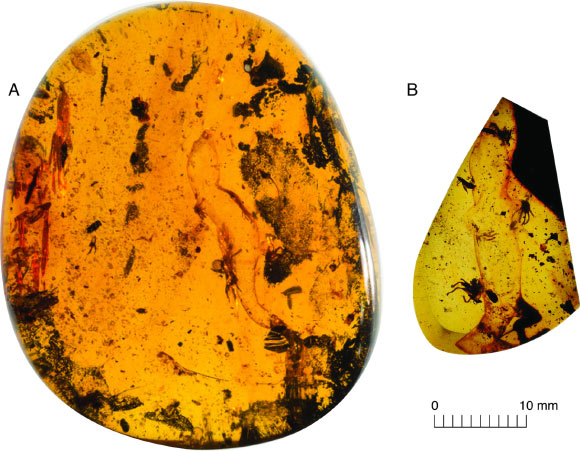 The holotype (A) and paratype (B) specimens of Carinasquama rusmithii in ventral view. Image credit: Daza et al., doi: 10.3897/sjp.145.188227.