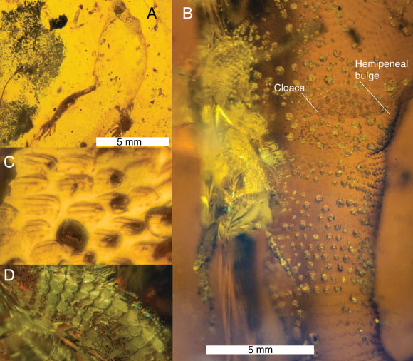 Carinasquama rusmithii, showing details of the integument: (A) dorsal view of the specimen, showing the head and back scales; (B) ventral view, at the level of the cloaca, showing the hemipenal bulge; (C) details of the multi-carinated scales; (D) ventral view of the tail with imbricated scales. Image credit: Daza et al., doi: 10.3897/sjp.145.188227.