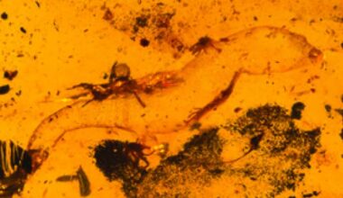 Oldest Known Male Gecko Found Preserved in Kachin Amber