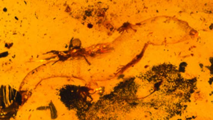 Oldest Known Male Gecko Found Preserved in Kachin Amber