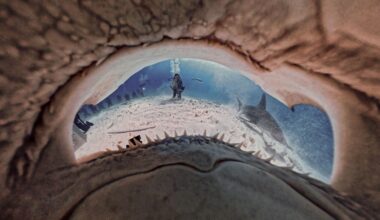 A diver underwater is seen through the open jaws of a shark, with sharp teeth visible in the foreground and another shark swimming nearby in the blue ocean.