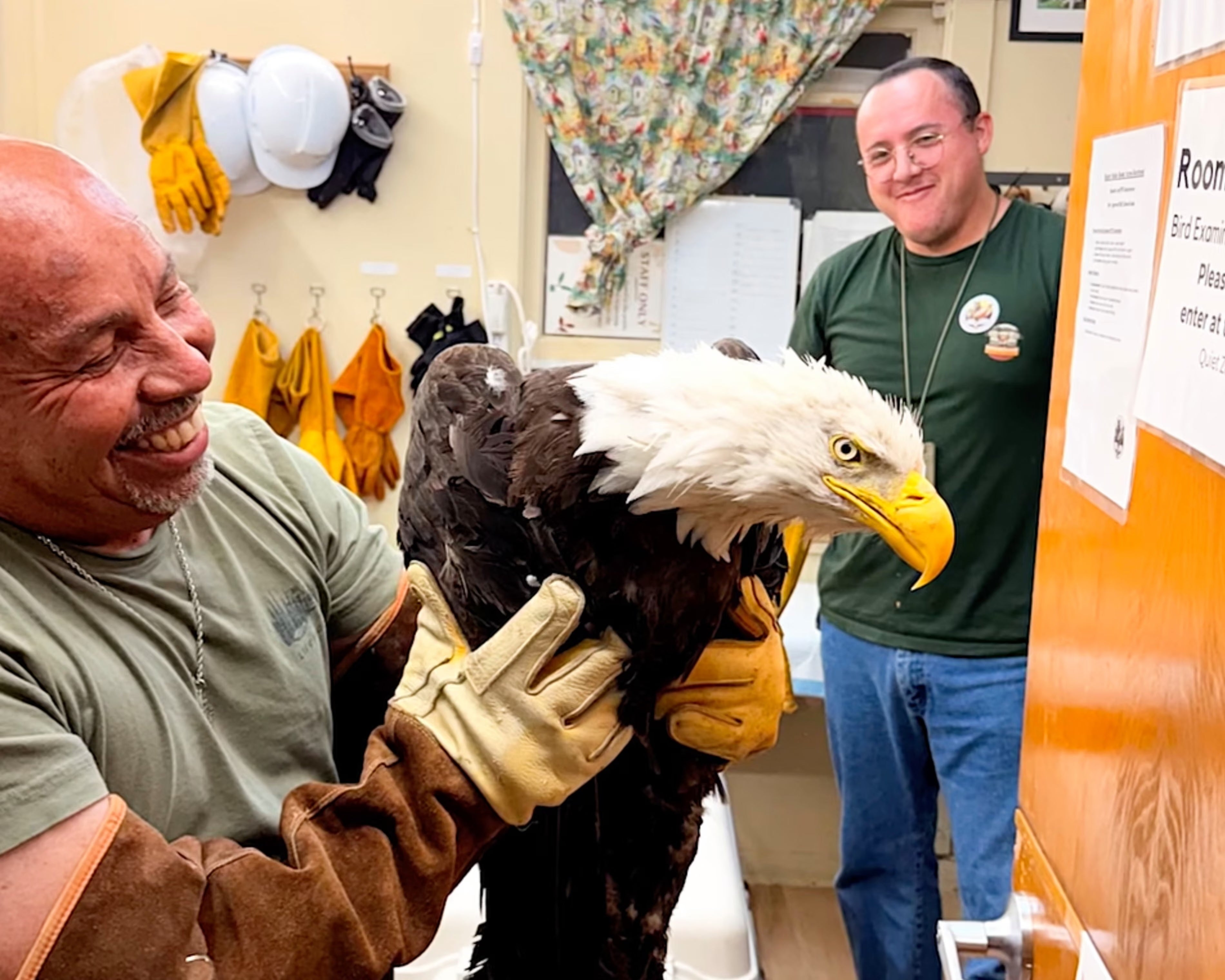 Officials say the eagle rescued over the weekend is likely Jackie, who is famous for an internet livestream