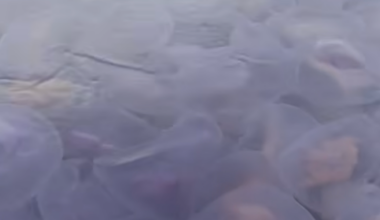 WATCH: Jellyfish bloom transforms Irish Sea into a living mosaic