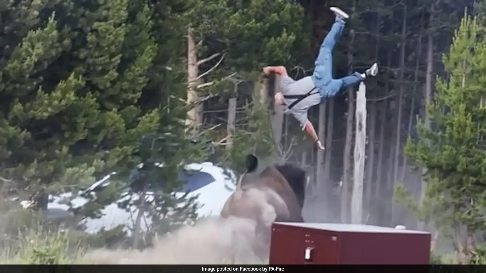 Tourist Seriously Injured After Bison Tosses Him 8 Feet Into The Air At Yellowstone National Park