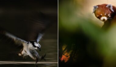 A blurred bird with outstretched wings swoops over water on the left; on the right, a red panda peers through green foliage.