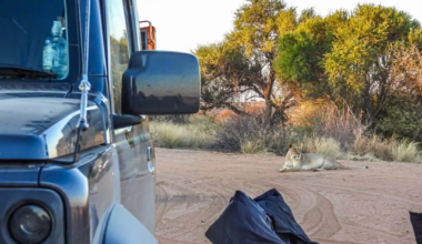 Three lionesses made off with Johann du Toit's travel bag at Mapaya camp in the Kgalagadi Transfrontier Park, tearing it open and strewing its contents across the campsite as he and his wife looked on from their vehicle.