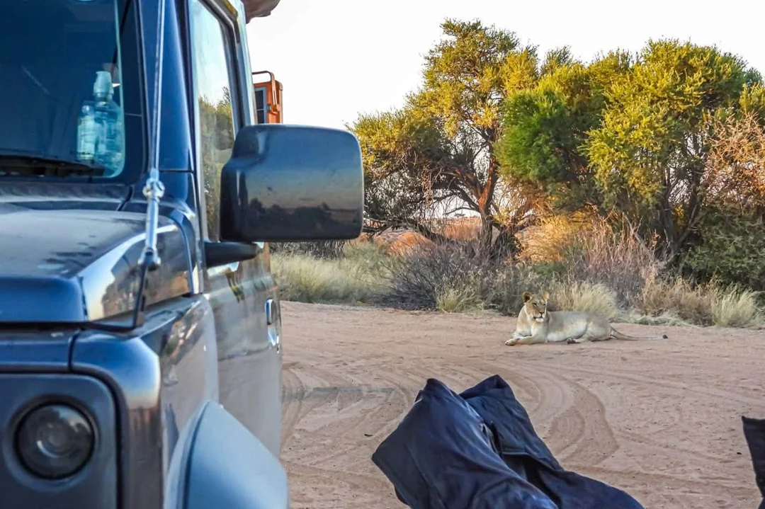 Three lionesses made off with Johann du Toit's travel bag at Mapaya camp in the Kgalagadi Transfrontier Park, tearing it open and strewing its contents across the campsite as he and his wife looked on from their vehicle.