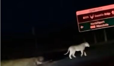 A pride of between five and seven young lions, believed to have wandered out of the Kruger National Park, is suspected of having returned after being captured on a camera trap near the Crocodile River.
