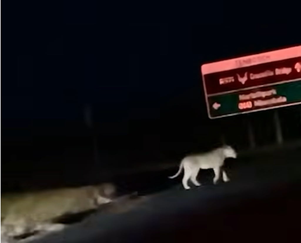 A pride of between five and seven young lions, believed to have wandered out of the Kruger National Park, is suspected of having returned after being captured on a camera trap near the Crocodile River.