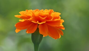 Marigolds could be the next big source of plant-based protein