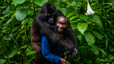 Meet André Bauma: A man who became the mother of orphaned mountain gorillas in Congo