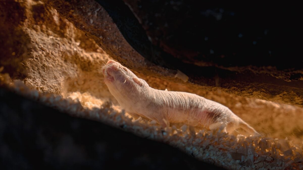 Naked Mole-Rat Queens Release a Chemical to Stop Other Females From Reproducing