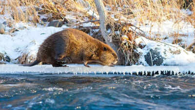 Climate change is making Beavers expand into Canada's Arctic, where their dams are changing the landscape