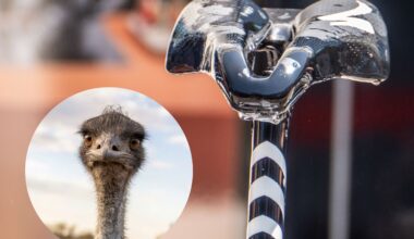 Tour de France seatpost / saddle looking like an emu