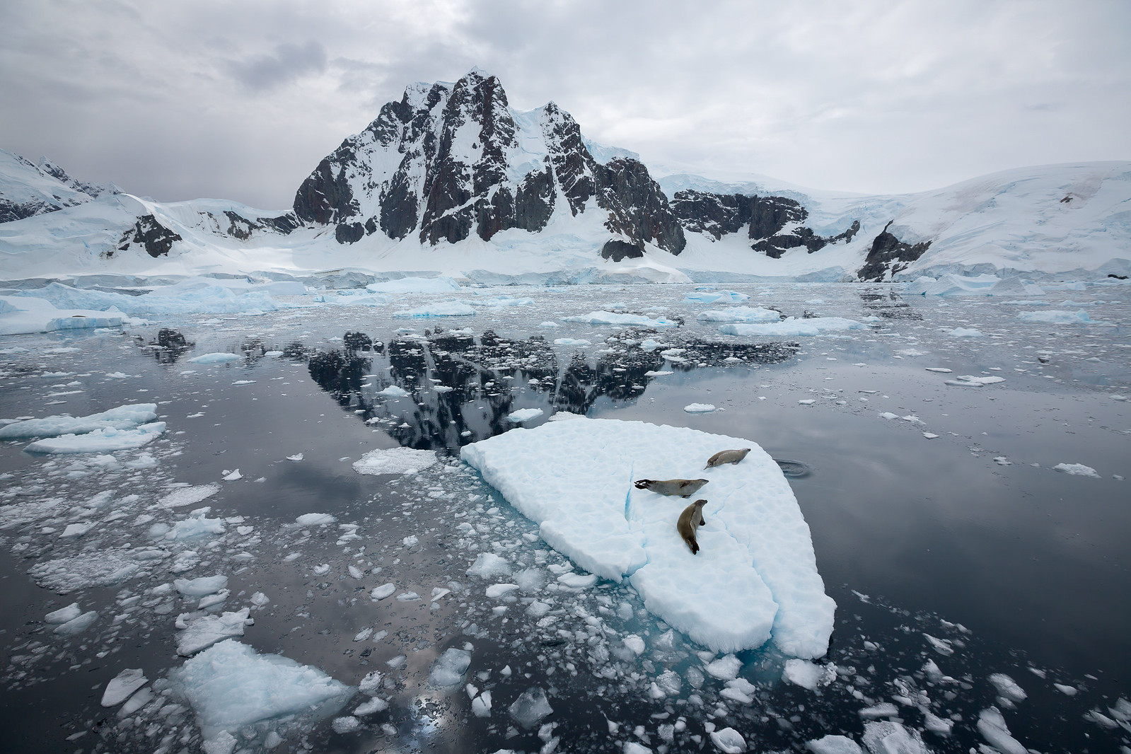 Three crabeater seals rest on a small ice floe in the Lemaire Channel, with a jagged snow-capped peak reflected in the calm water behind them