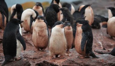 Scientists Tracked Penguin Poop From Space and Noticed a Troubling Antarctic Shift