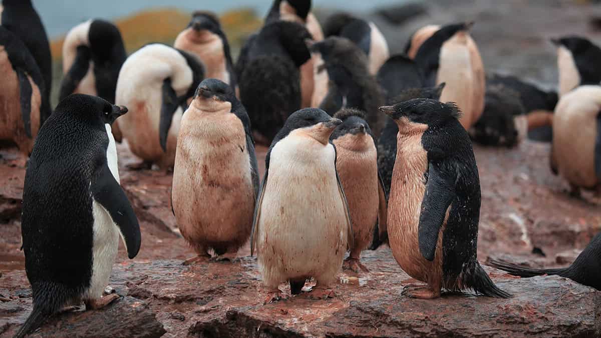Scientists Tracked Penguin Poop From Space and Noticed a Troubling Antarctic Shift