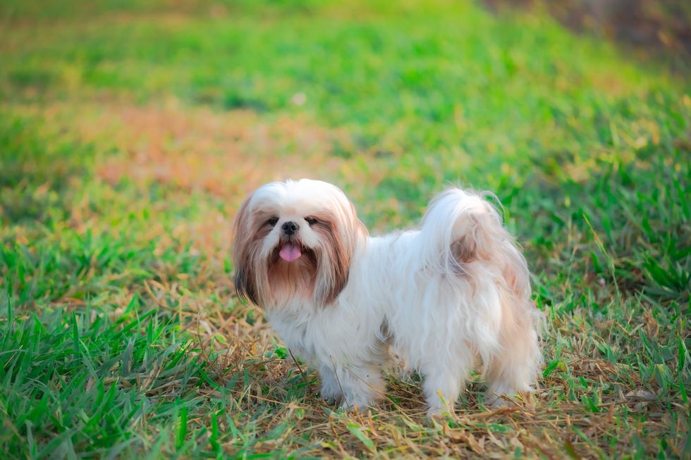 Pet