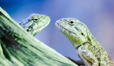 Lizard Brains and Hidden Knowledge